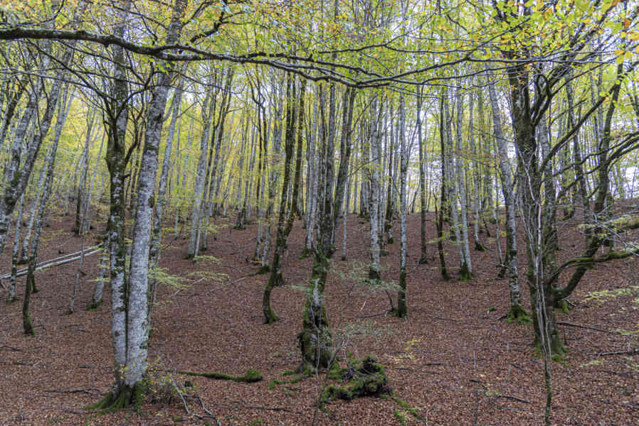 Comunidad Foral de Navarra 092 - Selva de Irati.jpg